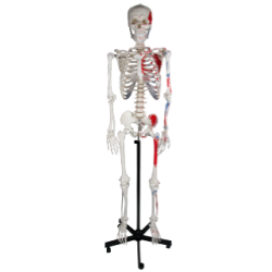 Skeleton, muscles