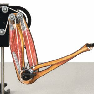Mechanics-Human Arm Model - Image 3