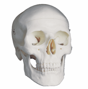 Skull: Human (Homo sapiens) - Image 1